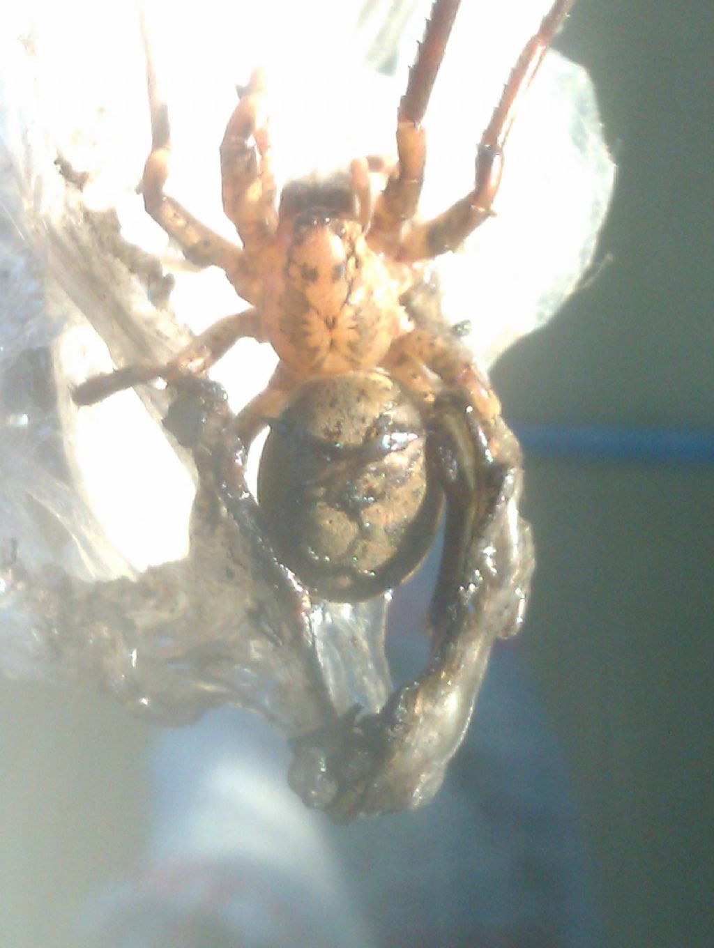 Scytodes thoracica - Milano